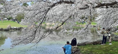 日本一の「桜回廊」見沼用水路