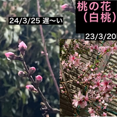 桜も桃もまだまだ❣️すももは満開^^;