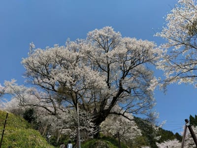 宇陀市の桜