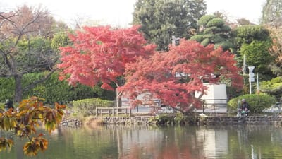 石神井公園ボート池畔の紅葉