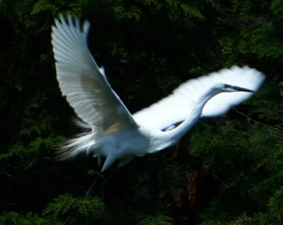 美しき白鷺（飛翔その２）