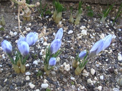 青白と紫　開いて閉じて開いて　クロッカス密生開花