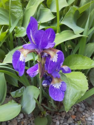 青紫の花