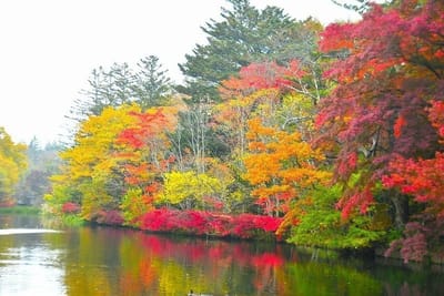 軽井沢 雲場池の紅葉