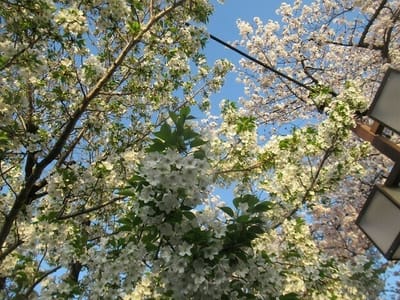 今日の桜  散歩道