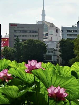 東京スカイツリーを背景に咲く満開の蓮の花