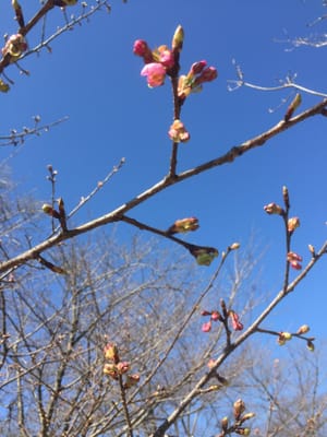 早咲きの河津桜が開花