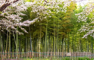 竹林の桜