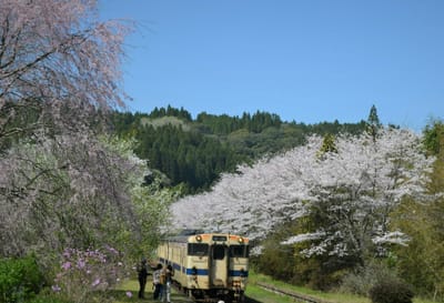 桜と普通列車