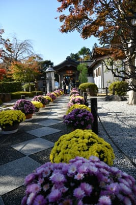 宝徳寺から田母沢御用邸記念公園へ紅葉を求めて　～その1～