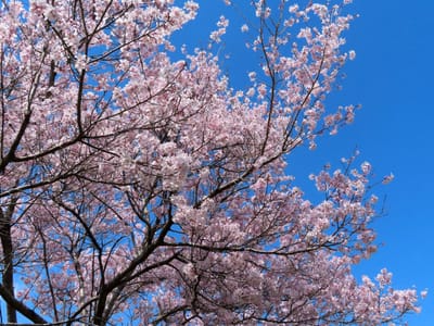 桜７分咲き？