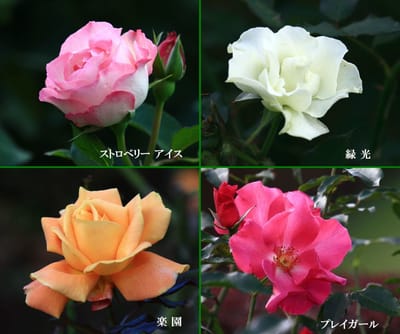 新宿御苑 7 バラ花壇
