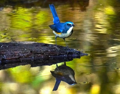 幸せの青い鳥（１）
