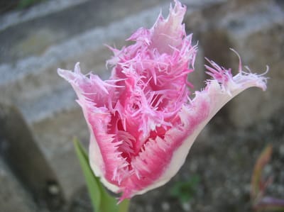 チューリップ超繊細な花弁