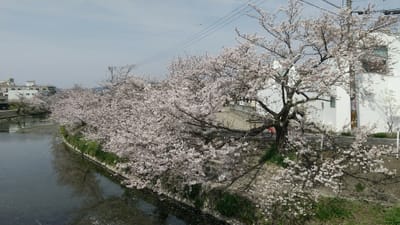 自宅近くの桜は、満開でした