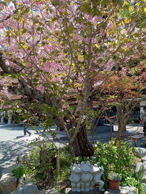 鎮国寺の八重桜🌸１