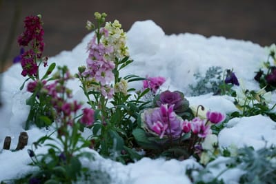 冬の花壇