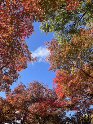 梅小路公園の紅葉