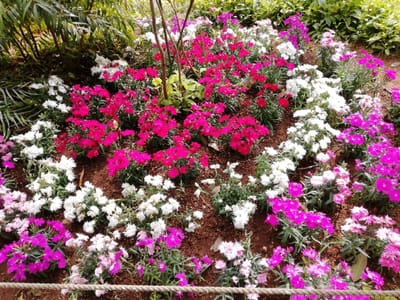 撫子がいっぱい　　　  花いっぱいのアンデルセン公園　　　　　4月22日