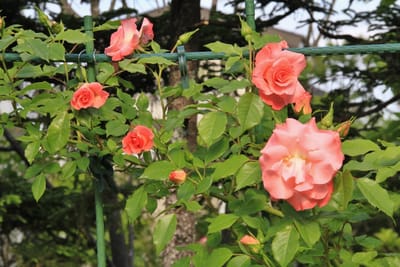 庭のバラ　②　リバプール　エコー