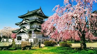 弘前城と桜♫　 2021/4/21