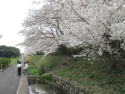 平城宮跡地の桜