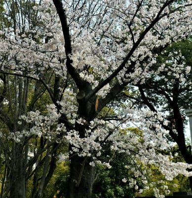 　　　　🌸 見頃過ぎてます！ 横浜公園の桜　🌸 