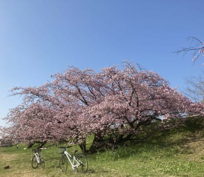 多摩川遊園の桜