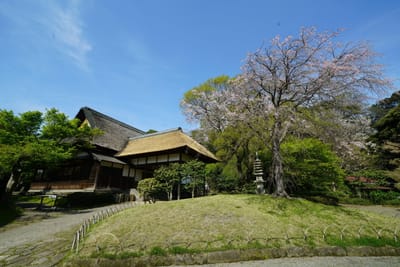 桜と鶴翔閣