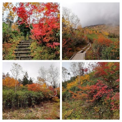 「坂道と紅葉」　　山燃える栂池自然園  北アルプス３大絶景ツアー3日目(最終日)   2021年10月9日