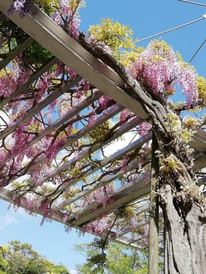 下から見た藤棚　　　万葉公園のフジとひょうたん池公園の芝桜をメインに　千葉県印西市　　　2021年4月30日