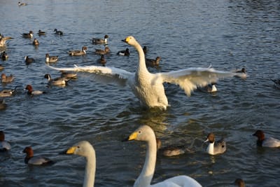 白鳥が飛来する池