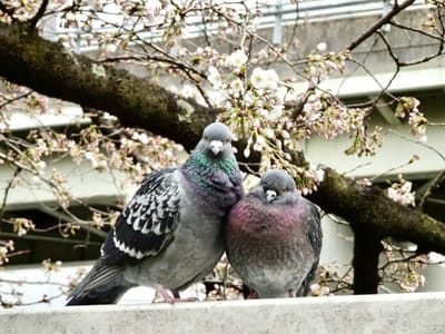 桜の下の鳩カップル