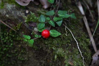 ツルアリドウシの赤い実