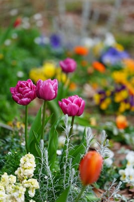 チューリップの花咲く花壇