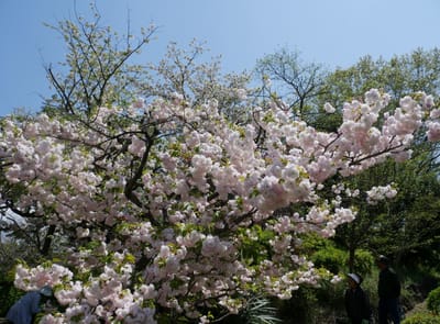 松月（ショウゲツ）桜
