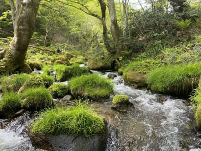 新緑の木谷沢渓流