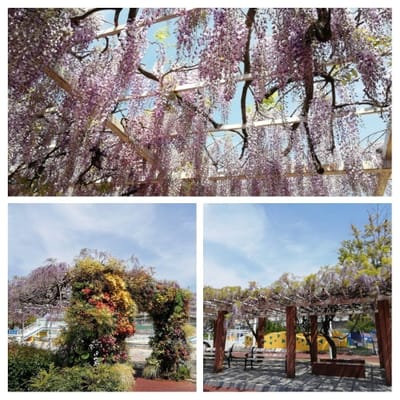 「藤棚」　かしい花園シルバニアファミリー    風景お花編      2021年４月９日