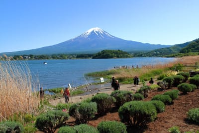 花畑から富士山。