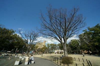 冬の横浜公園