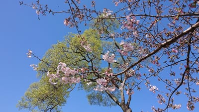 桜 熊本市 白川で咲きました＼(^^)／