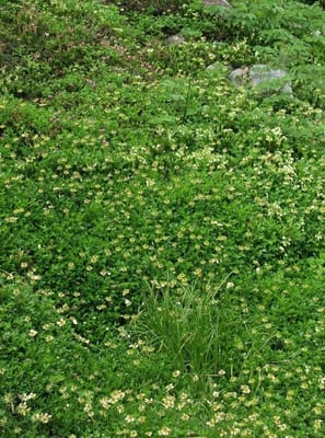 エゾツガザクラとチングルマの花穂