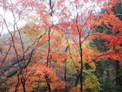 まだ紅葉があちこちに残っていて楽しめました。神社仏閣の近くに紅葉が綺麗なパターンでした。