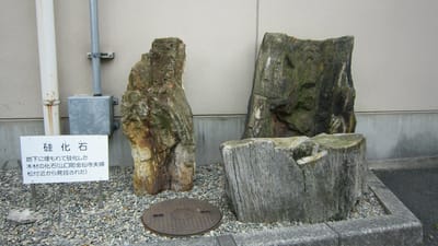 硅化石