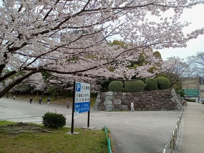 満開のソメイヨシノ桜🌸と忍者石垣