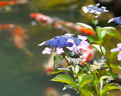 鯉と紫陽花（その２）