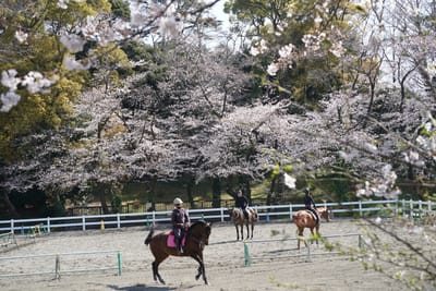 馬と桜
