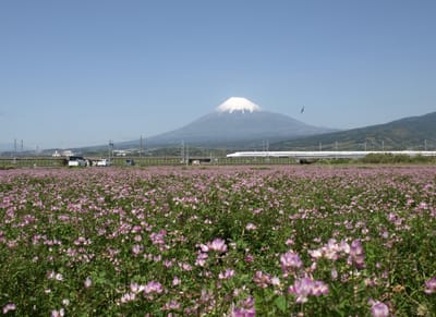 早春の風景、富士山と新幹線と蓮華畑です。