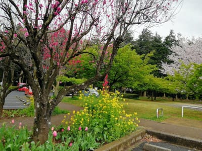 菜の花と桜      増尾城址公園の桜他(千葉県柏市)    2022年４月3日