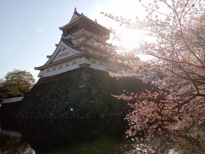 例年撮影している小倉城🏯とソメイヨシノ桜🌸１（令和６年）